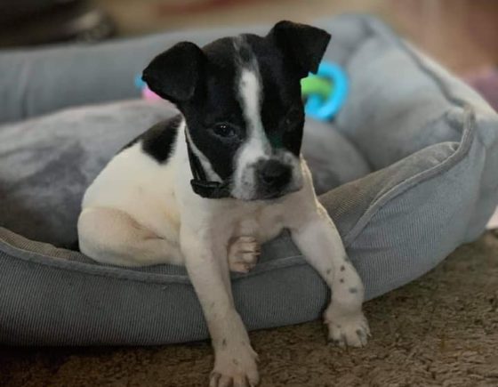 puppy in bed