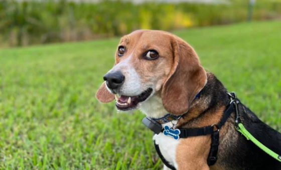 beagle in grass