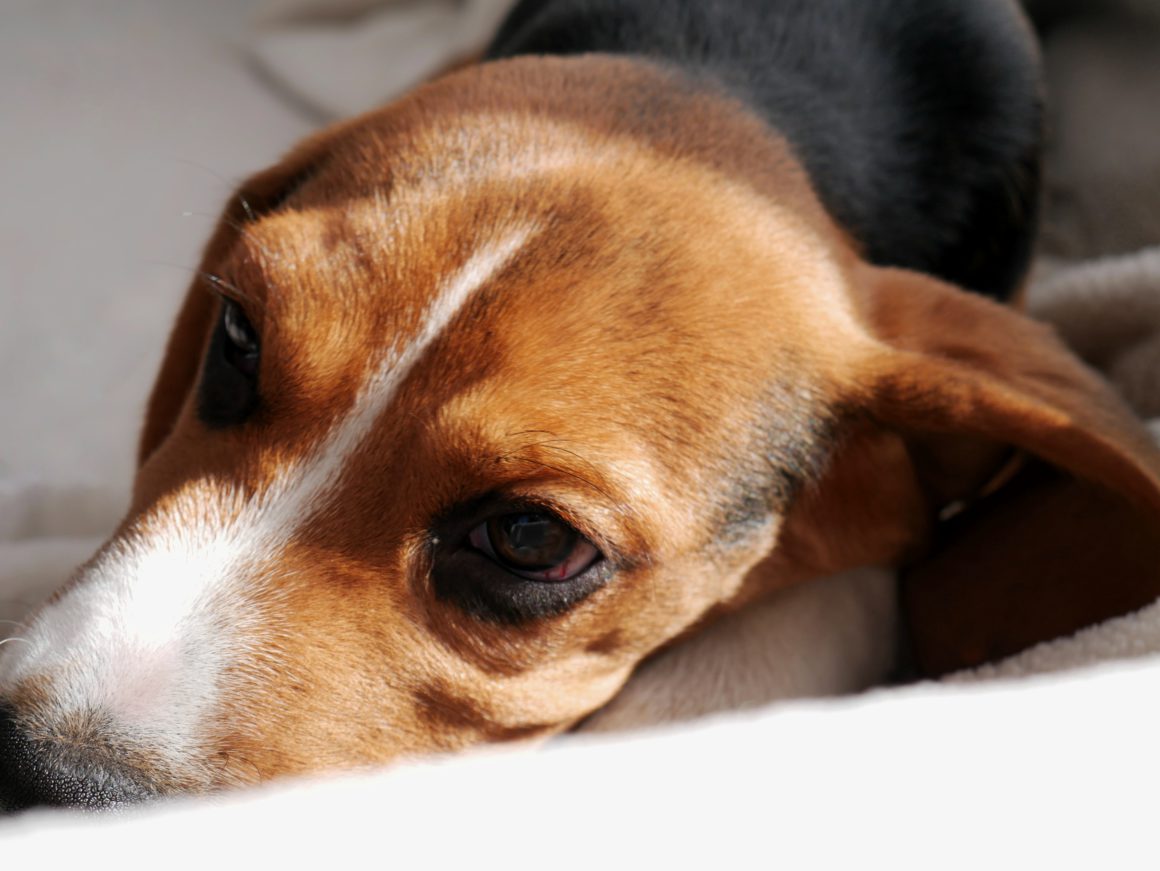 beagle dog