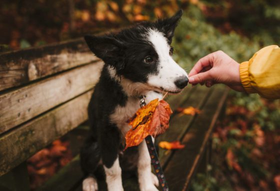 puppy holding leaf