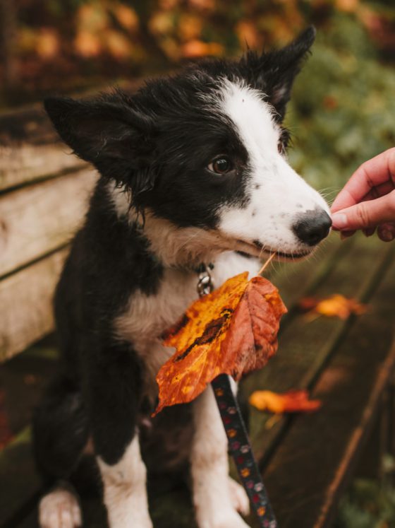 puppy holding leaf