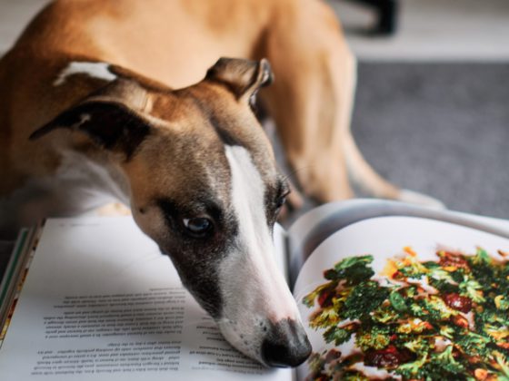 dog reading cook book