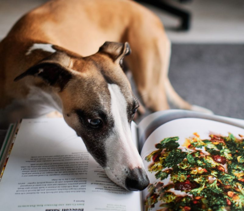 dog reading cook book