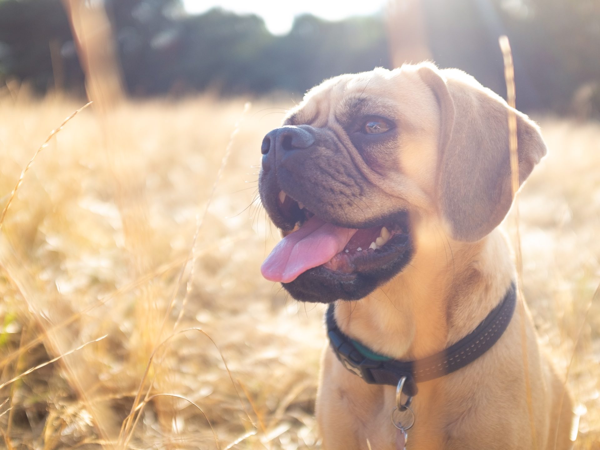 7 PetFriendly Airbnbs in NYC CUDDLY Blog