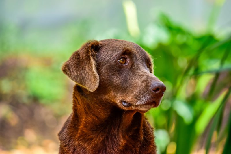 senior brown labrador
