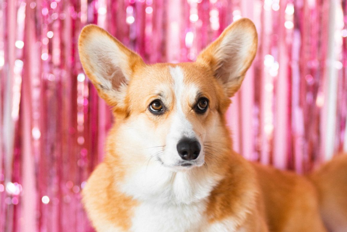 corgi with glitter background