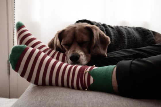 dog with elf stockings