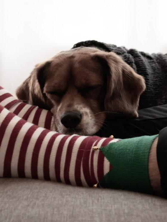 dog with elf stockings
