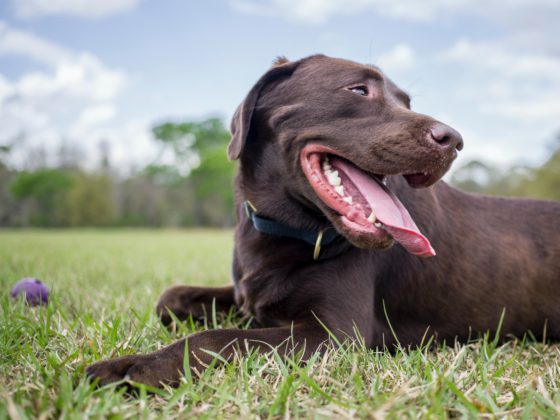 smiling lab in grass
