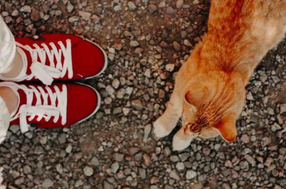 cat with red shoes