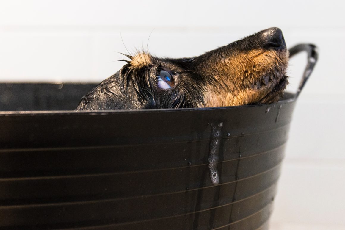 dog in bath
