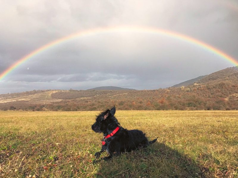 dog with rainbow