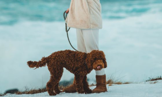 woman with labradoodle