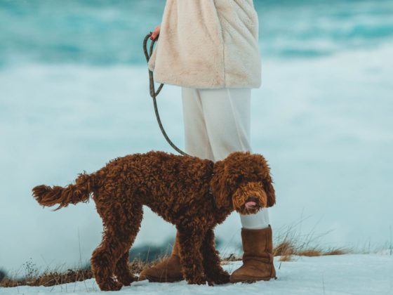 woman with labradoodle