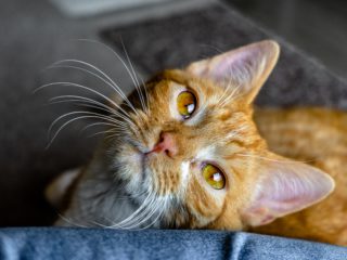 orange cat with long whiskers