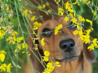 dachshund in flowers
