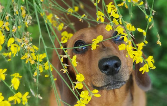dachshund in flowers
