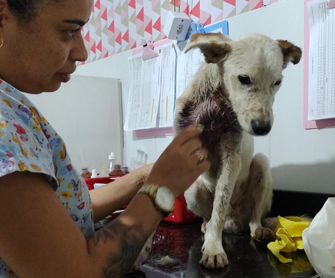dog in medical clinic