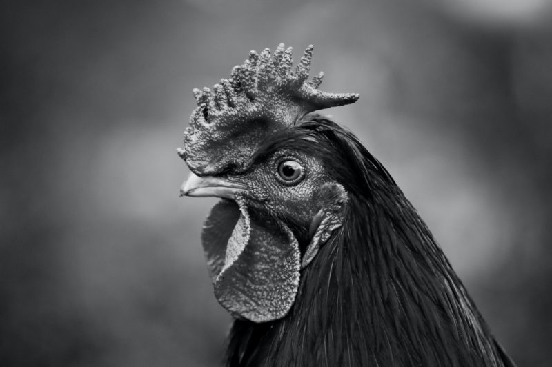 black and white rooster