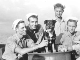 dog in navy