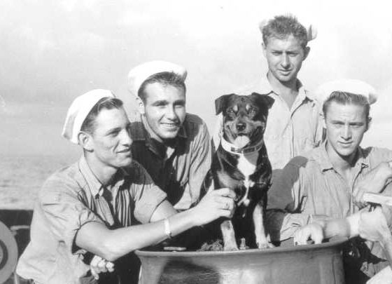dog in navy