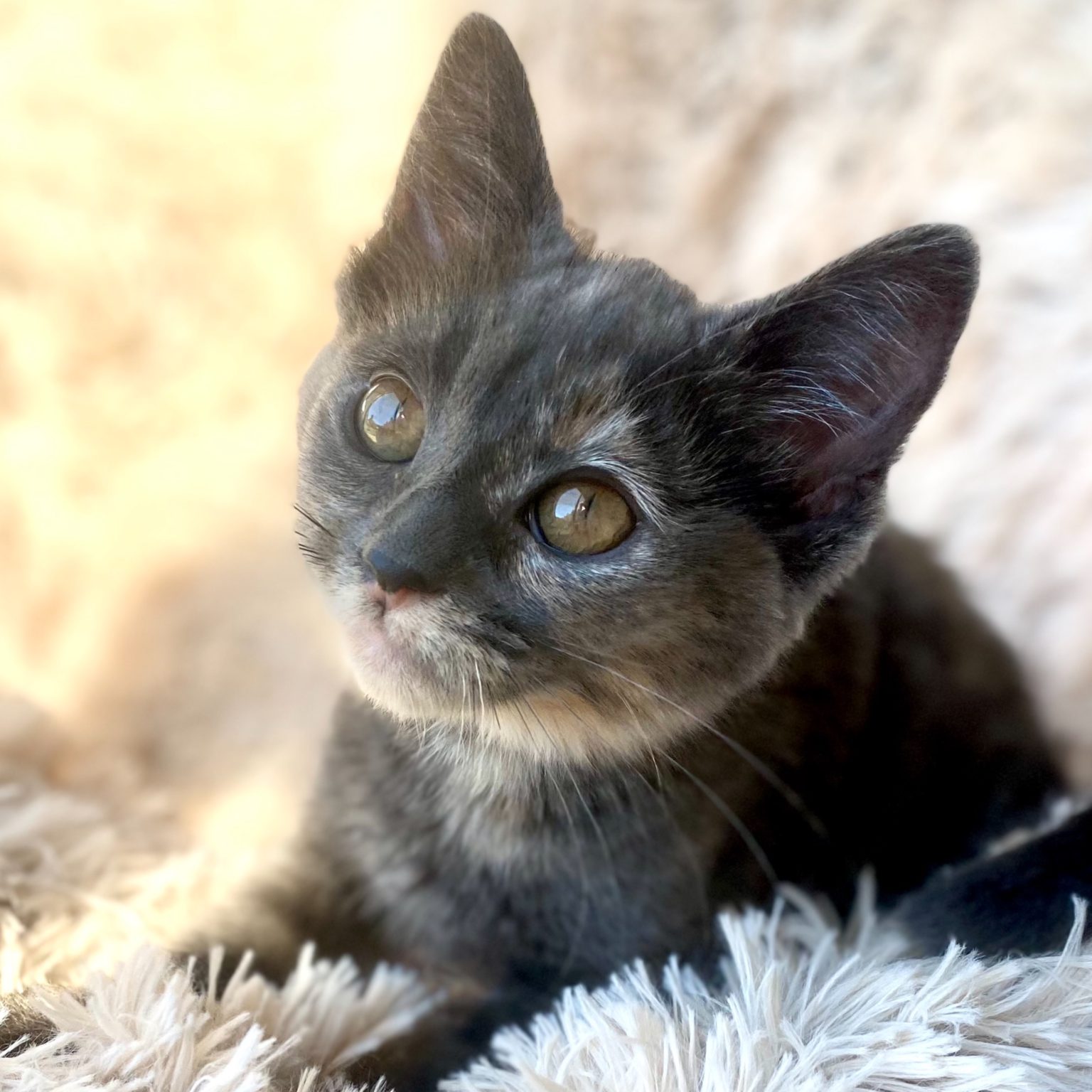 Distemper Spread, Symptoms, and Prevention CUDDLY Blog