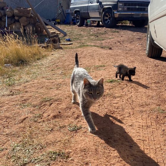 Distemper Spread, Symptoms, and Prevention CUDDLY Blog