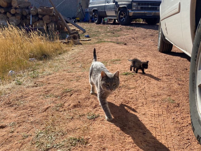 9 Things Animal Shelters Need The Most CUDDLY Blog