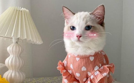 cat in shirt