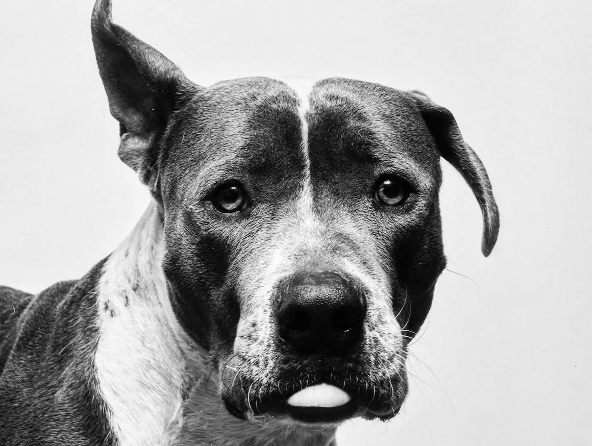 black and white pitbull