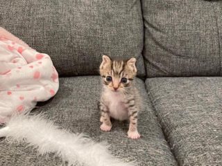 kitten on couch