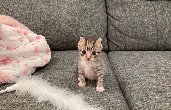 kitten on couch