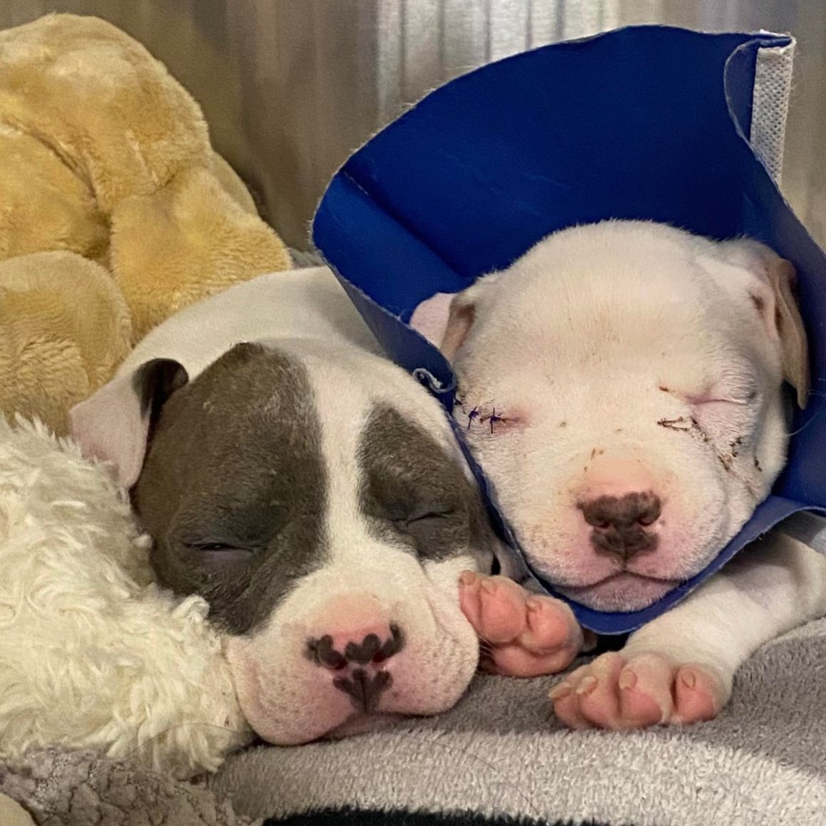 Distemper Spread, Symptoms, and Prevention CUDDLY Blog