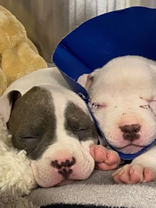 baby puppies