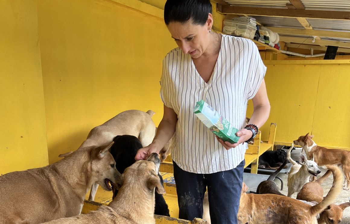 diana with yellow wall feeding dogs