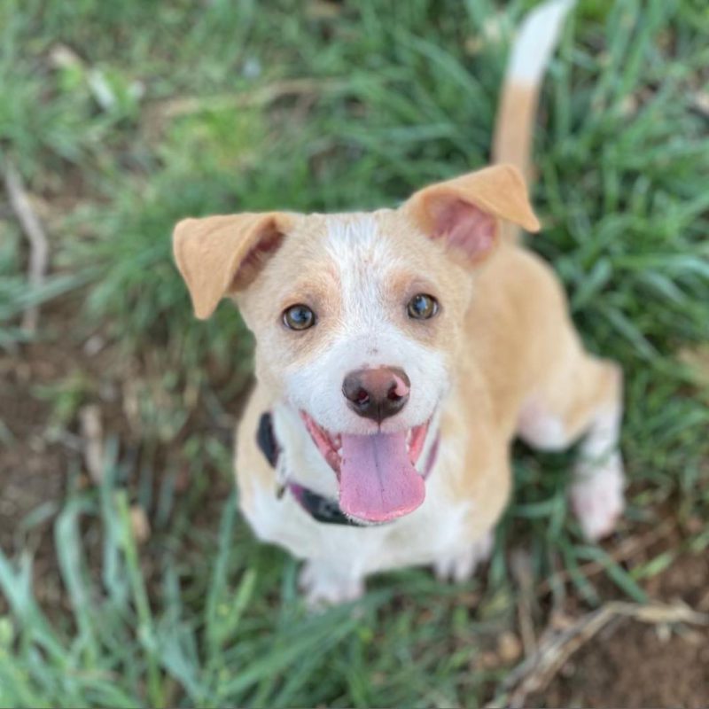happy terrier in grass