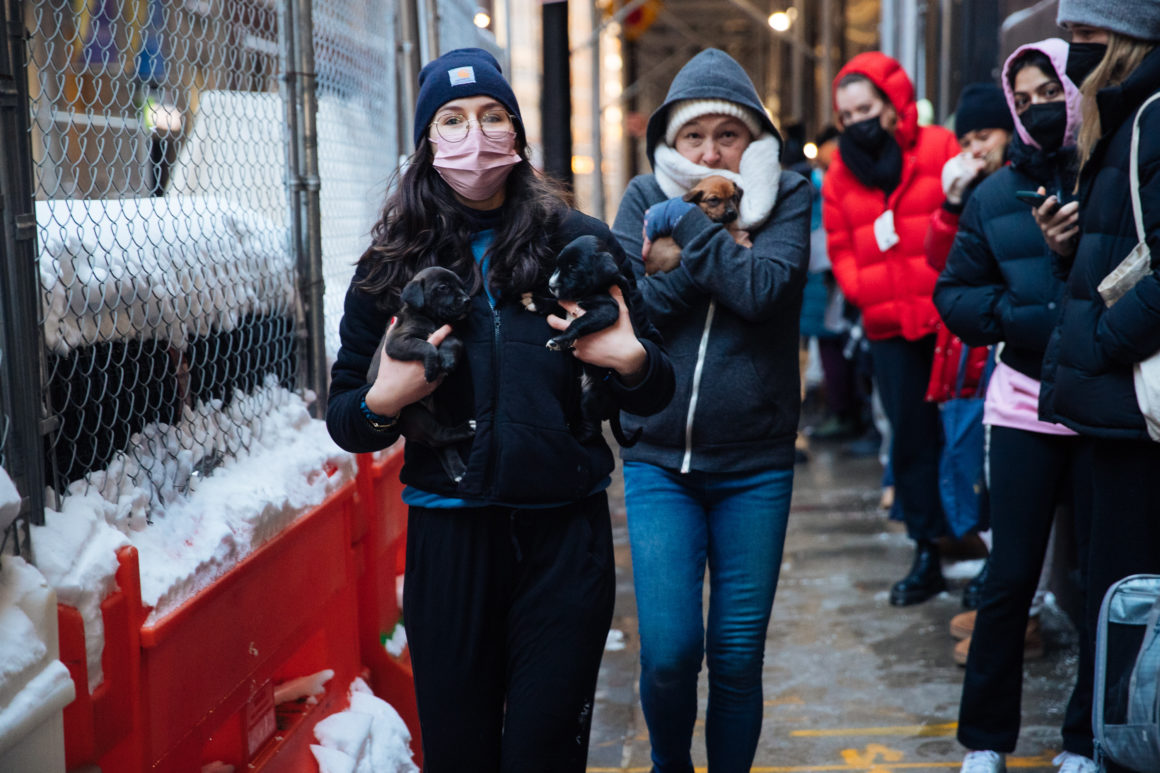 people holding puppies