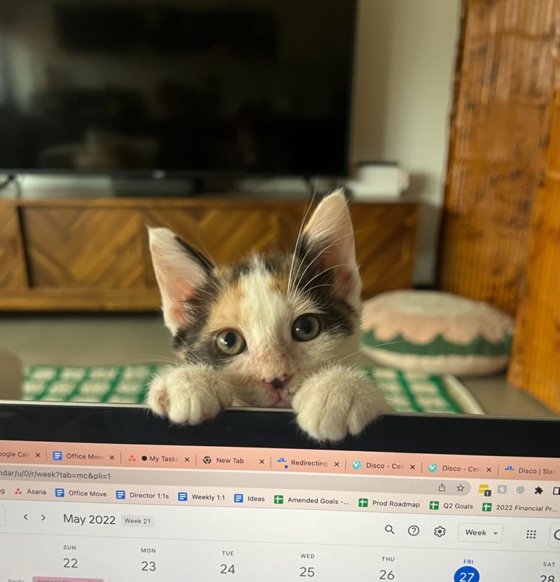 kitten on computer