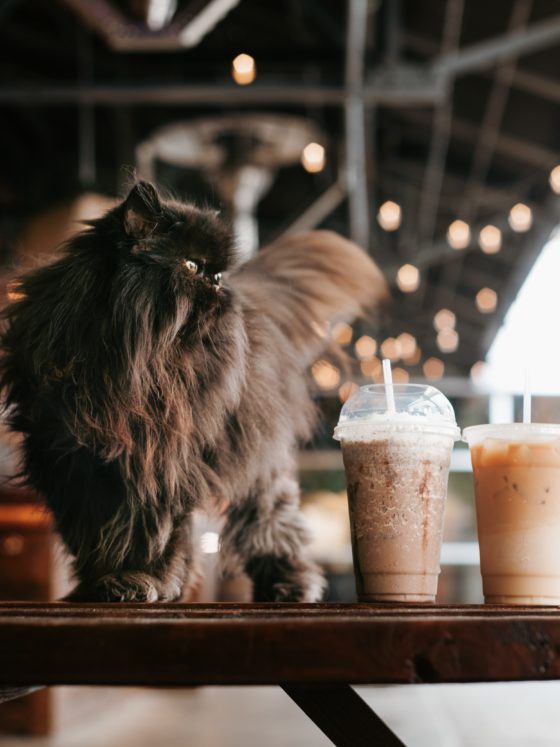 cat and coffees