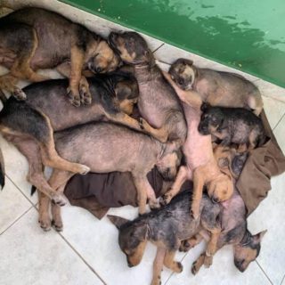 pile of puppies