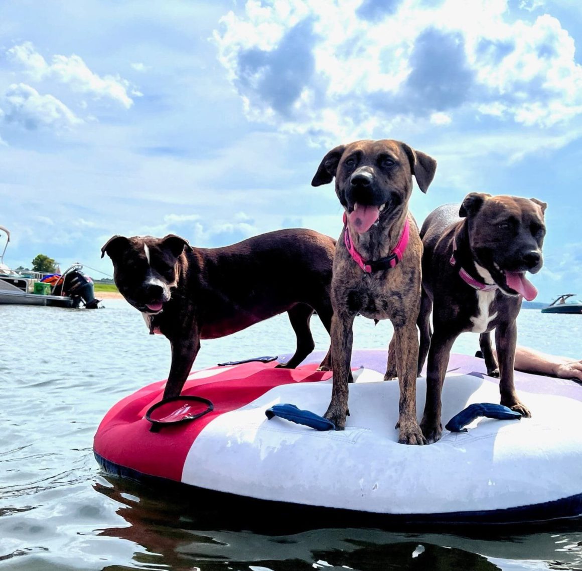 dogs on raft