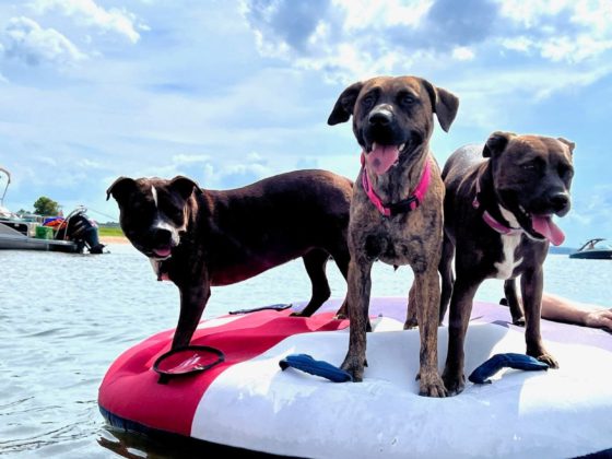 dogs on raft