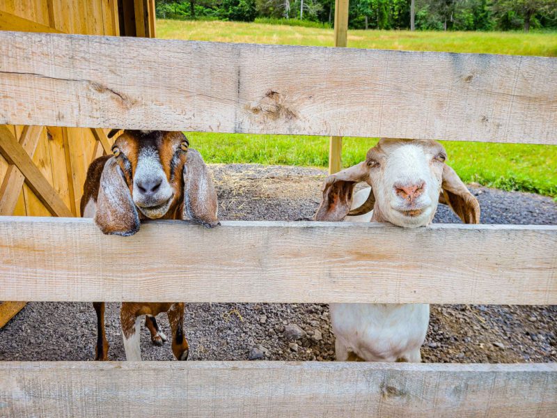 goats with head through fence