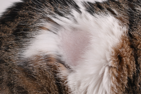 Why Is My Cat Losing Hair? Most Common Reasons and Solutions