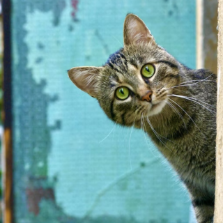6 Reasons Your Cat Is Constantly Meowing And How To Stop It