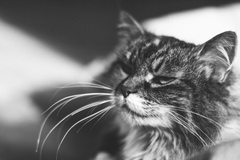 Old cat in black and white