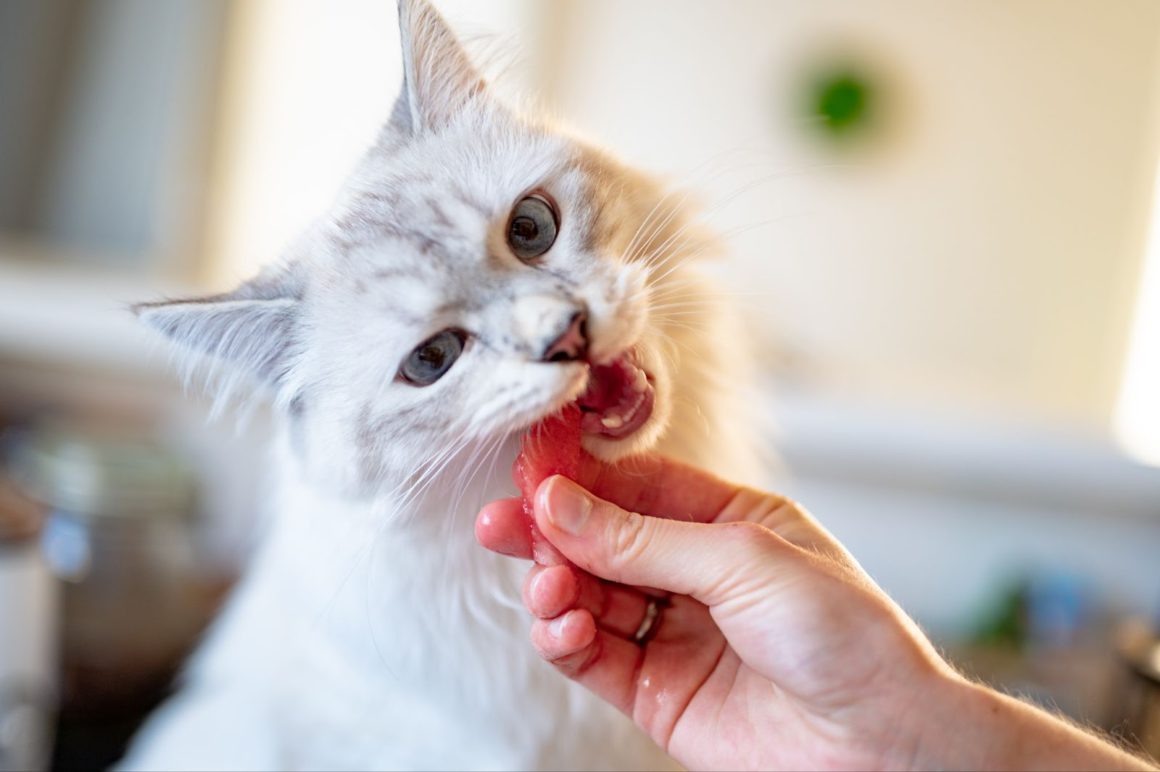 cat eating meat