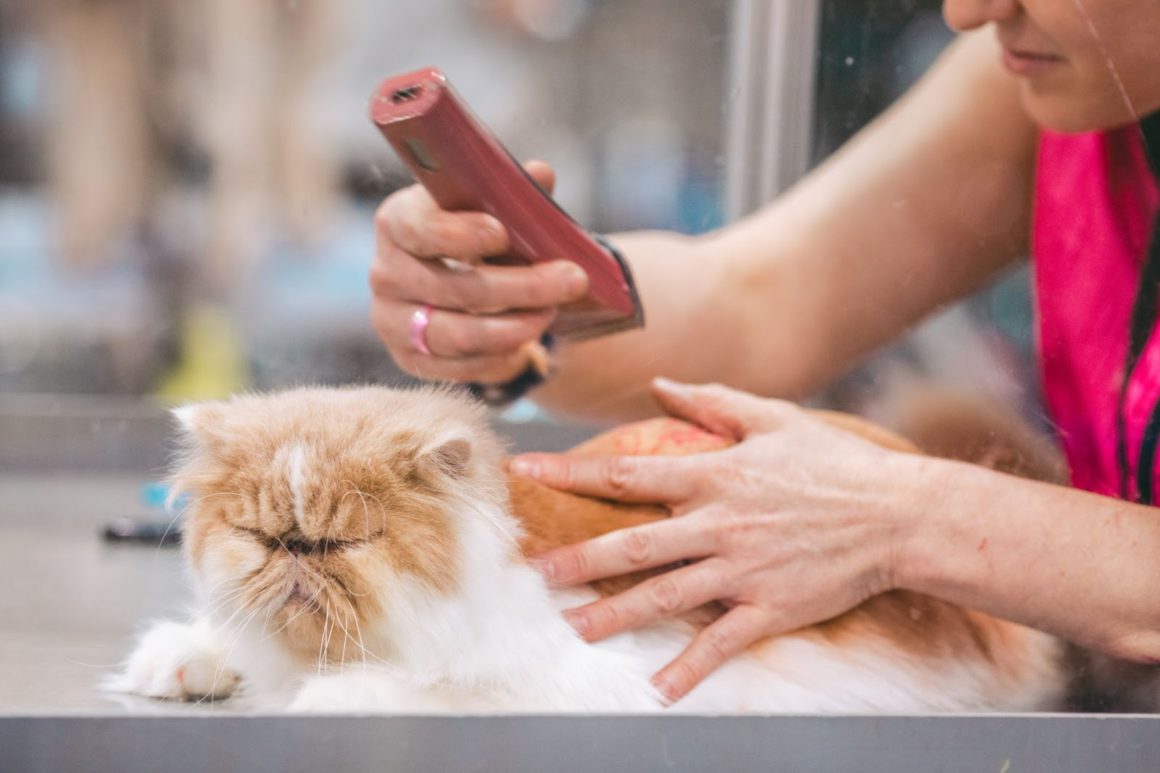 cat getting groomed