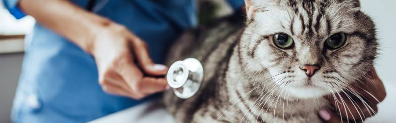 Cat at the vet