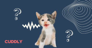 Fresh Look at 6 Reasons Your Cat Is Constantly Meowing And How To